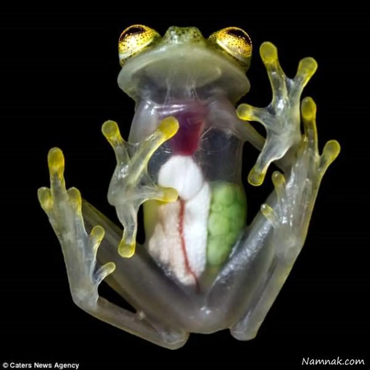 صحنه ای شگفت انگیز از قورباغه شیشه ای حامله + تصاویر