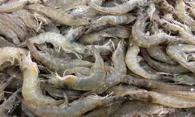 ۳۰۵ تن میگوی پرورشی از دیر به قطر صادر شد