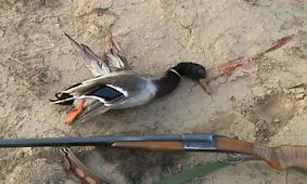 شکاچی حرفه ای!