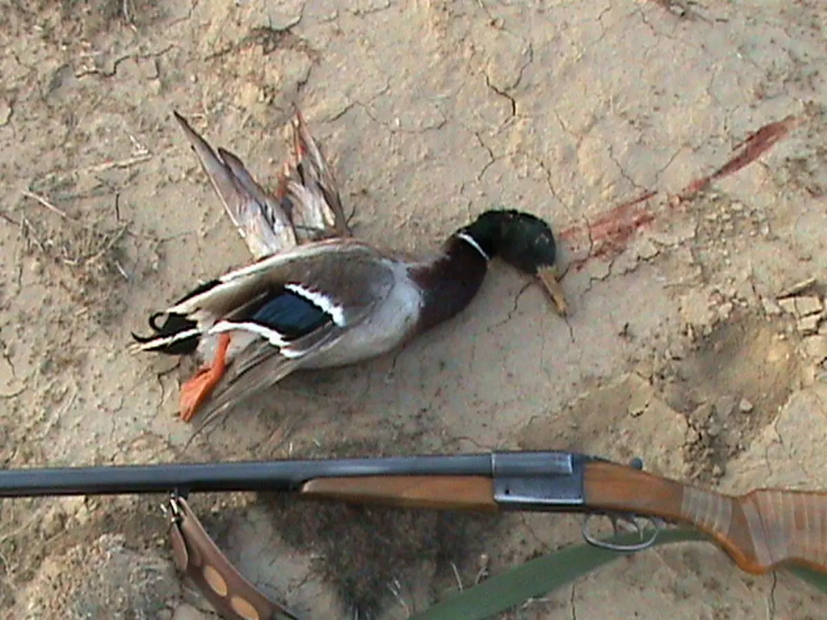 شکاچی حرفه ای!