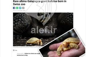 تولد یک بچه لاک‌پشت زال از یک گونه کمیاب برای اولین بار در جهان/ تصویر