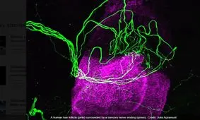 مکانیسم حسی فولیکول‌های مو شناسایی شد

