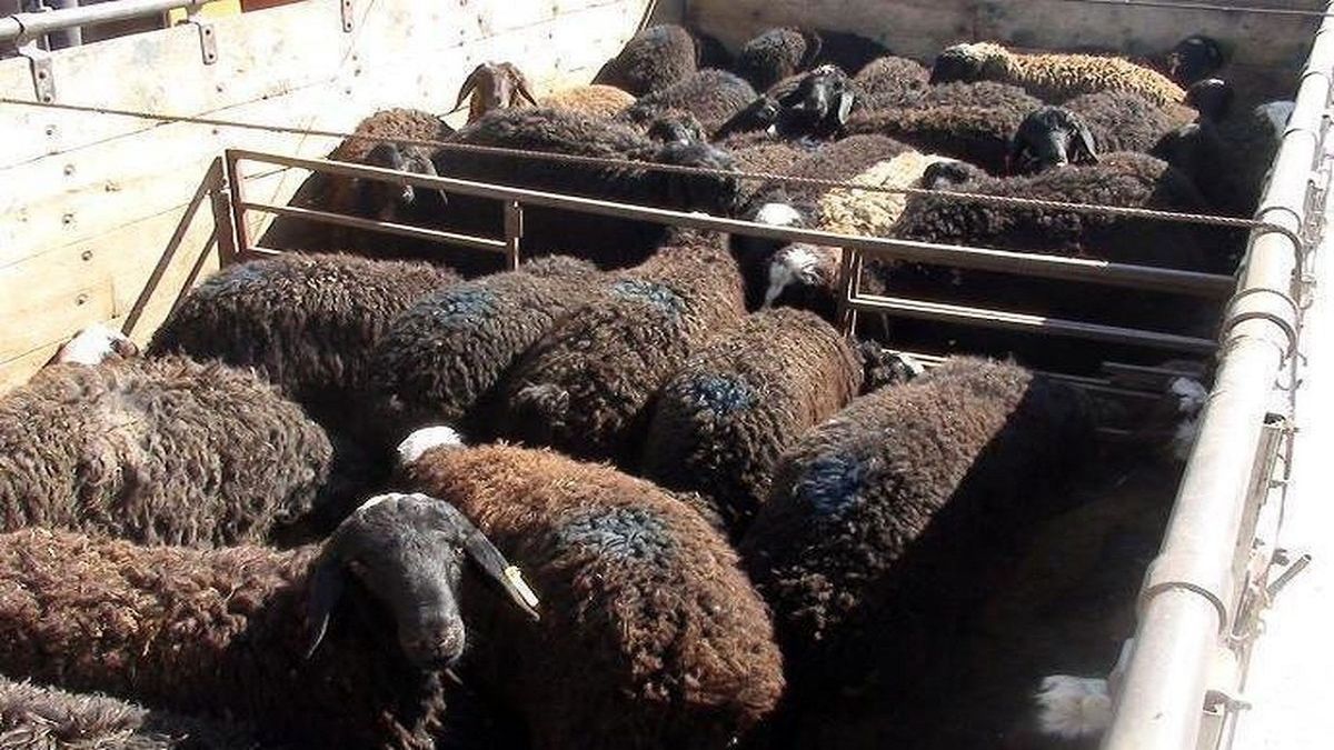 توقیف دو دستگاه تریلر حامل گوسفند قاچاق
