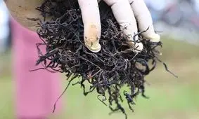 ادامه بحران در بازار چای/ واردات در مصاحبه های مسئولان آزاد شده است