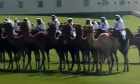 شترها برای رئیس جمهور آمریکا در قطر به خط شدند/ ترامپ به قطری‌ها: دستخوش با این شترهایتان!/ ویدئو

