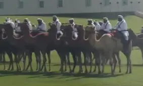 شترها برای رئیس جمهور آمریکا در قطر به خط شدند/ ترامپ به قطری‌ها: دستخوش با این شترهایتان!/ ویدئو

