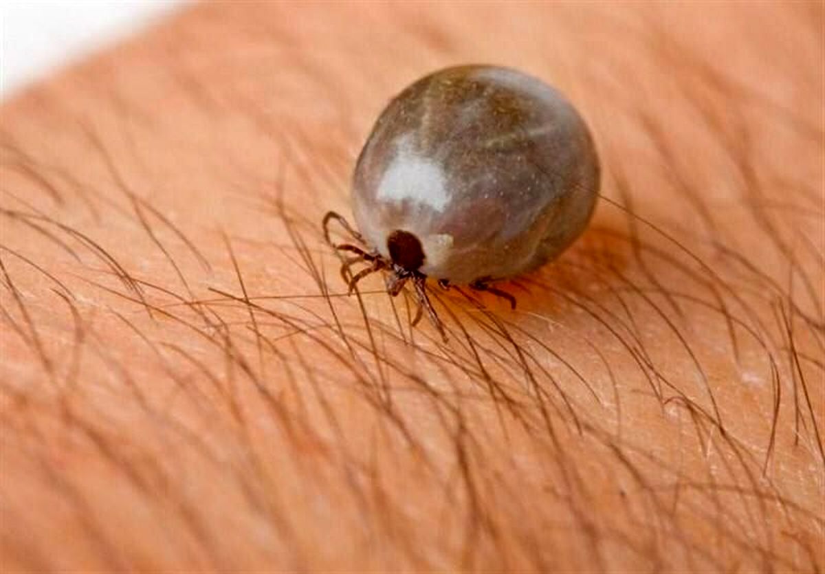 ابتلای ۱۴ نفر در استان فارس به تب کریمهکنگو/ یک بیمار فوت شد