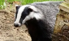 «گنج گورستان 900 ساله» که توسط یک «گورکن» کشف شد 