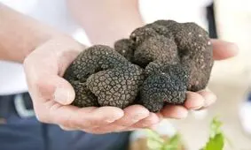 قارچ دنبلان یا ترافل چیست؟/ برخورد با قاچاقچیان این ماده غذایی گران قیمت/ ویدئو

