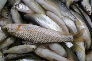 ۵۰۰ کیلوگرم ماهی غیرمجاز در طبس کشف شد