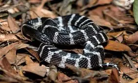 سیه مار؛ بحرانی که جان کودکان سیستانی را تهدید می کند