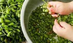 چگونه آبغوره خانگی درست کنیم؟