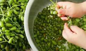 چگونه آبغوره خانگی درست کنیم؟