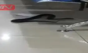 جولان یک مار در سالن انتظار فرودگاه