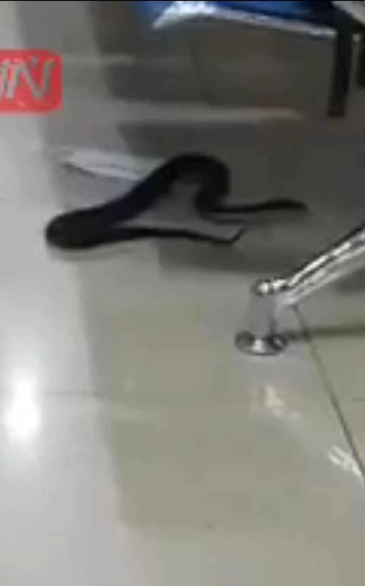 جولان یک مار در سالن انتظار فرودگاه