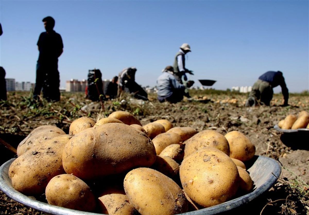 برداشت سیب زمینی از مزارع اردبیل به روایت تصویر