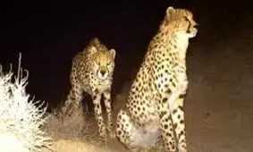 ثبت تصویر دو قلاده یوزپلنگ آسیایی در شهرستان بهاباد