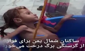 یمنی ها از گرسنگی برگ های درختان را می خورند!+تصویر