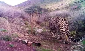 حدود ۱۰ پلنگ ایرانی در سیستان و بلوچستان شناسایی شد