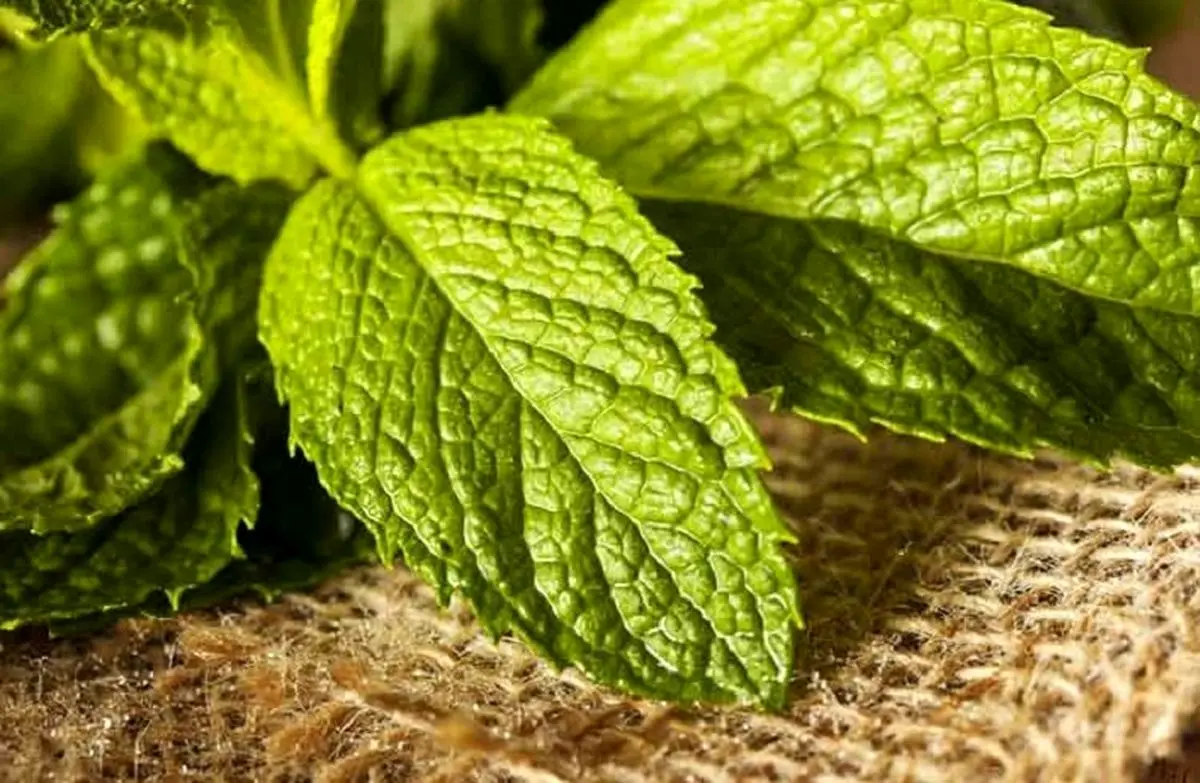 معجزه برگ های پرخاصیت برای پوست صورت