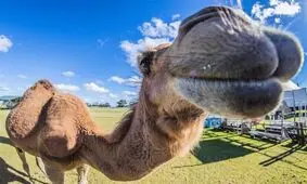 شترآزاری در سیرک پیتسبرگ، ۷ مجروح به جا گذاشت