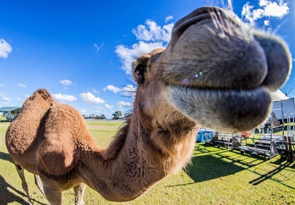 شترآزاری در سیرک پیتسبرگ، ۷ مجروح به جا گذاشت