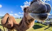 شترآزاری در سیرک پیتسبرگ، ۷ مجروح به جا گذاشت