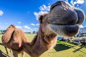 شترآزاری در سیرک پیتسبرگ، ۷ مجروح به جا گذاشت