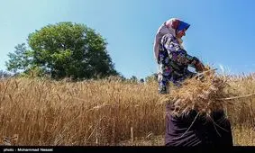 واگذاری رایگان بیش از ۵۵۰۰ زمین کشاورزی و مسکونی به محرومان