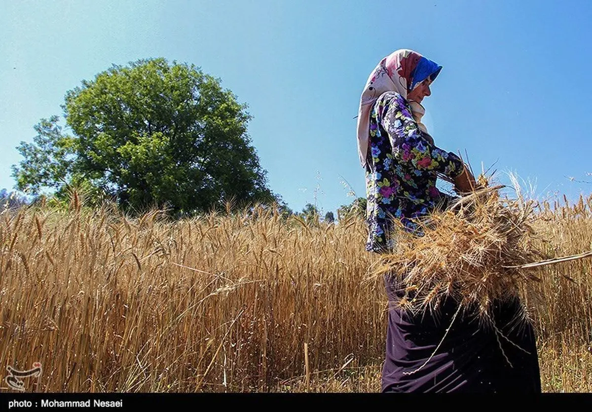 واگذاری رایگان بیش از ۵۵۰۰ زمین کشاورزی و مسکونی به محرومان