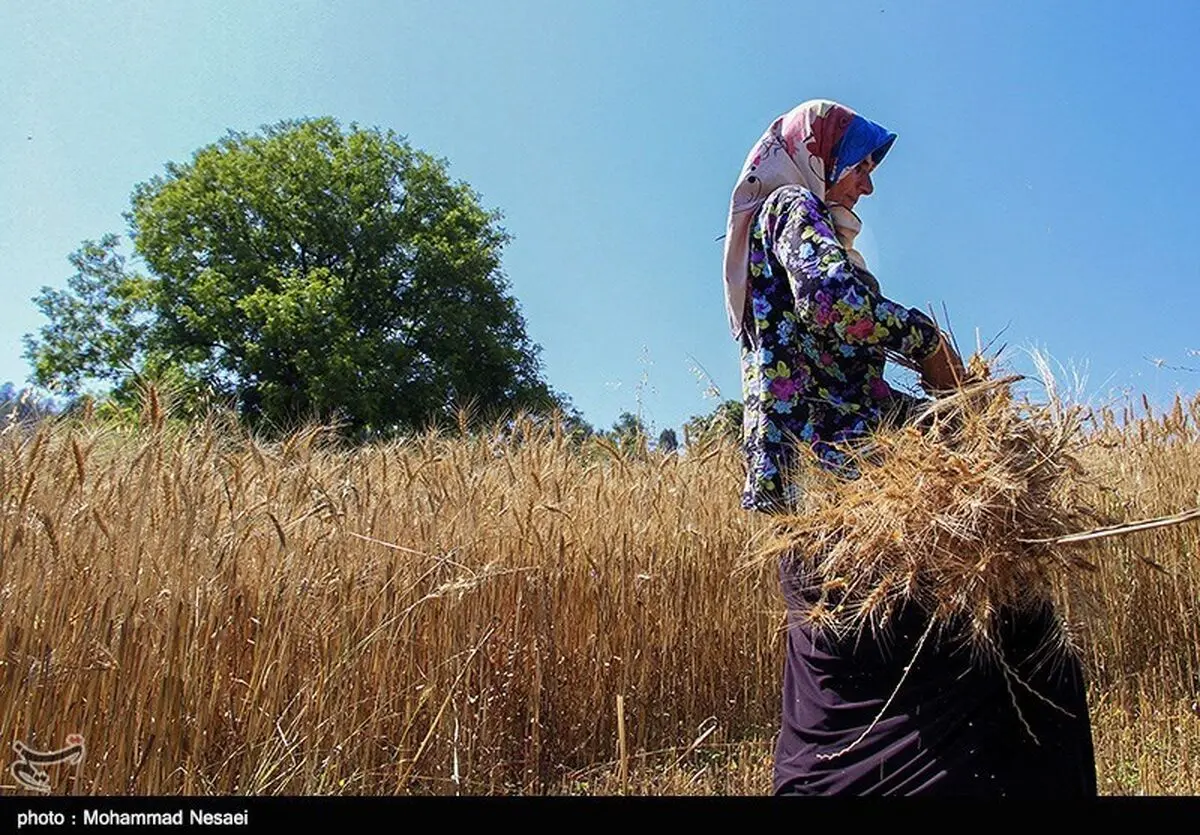 واگذاری رایگان بیش از ۵۵۰۰ زمین کشاورزی و مسکونی به محرومان