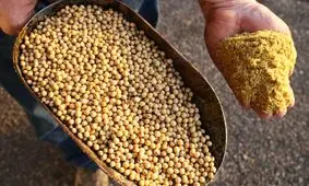 نرخ کنجاله سویا در بازار کاهش یافت