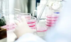 بهبود عملکرد کبد با ایمپلنت کردن بافت در موشها