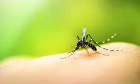 پشه‌ها بیشتر چه افرادی را نیش می‌زنند؟