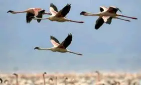 آغاز مهاجرت پرندگان به آذربایجان غربی/شناسایی گونه جدید پرنده