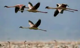 آغاز مهاجرت پرندگان به آذربایجان غربی/شناسایی گونه جدید پرنده