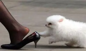 تصاویر جالب و سوژه های خنده دار در جهان