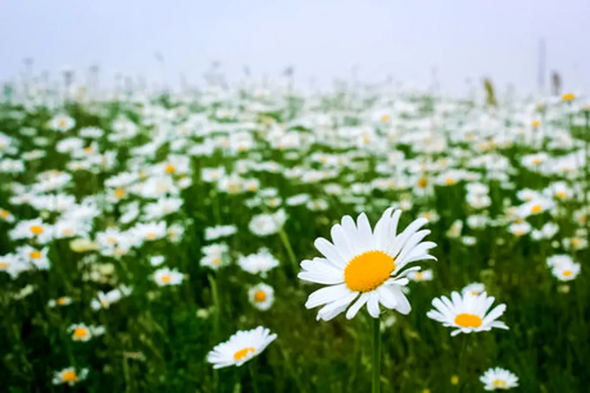 افزایش 50 درصدی ترکیبات ضد التهاب "بابونه"توسط محققان کشور