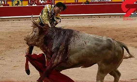 مرگ دلخراش یک گاوباز در نمایشی جنون آمیز +تصویر