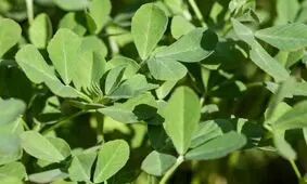 ۶ خواص شگفت انگیز شنبلیله که شاید نمی‌دانستید