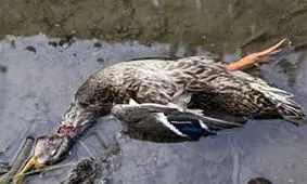 اقدامات جلوگیری از شیوع آنفلوانزای پرندگان در اردبیل تشدید می‌شود