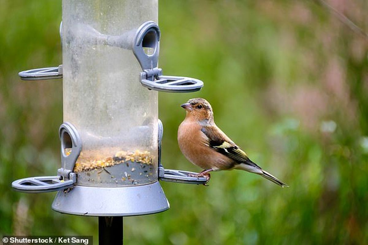 چرا پرندگان آوازخوان دچار اضافه وزن نمی‌شوند؟