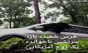 خرس شعبده‌ باز سرنشین ناخوانده یک زوج آمریکایی