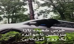 خرس شعبده‌ باز سرنشین ناخوانده یک زوج آمریکایی