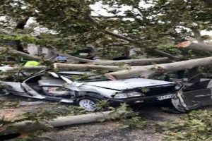 سقوط درخت روی خودروی پراید در حوالی پارک شهر تهران
