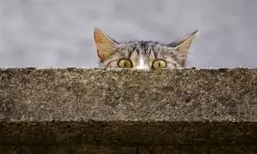 یک گربه برق 7500 خانه را قطع کرد