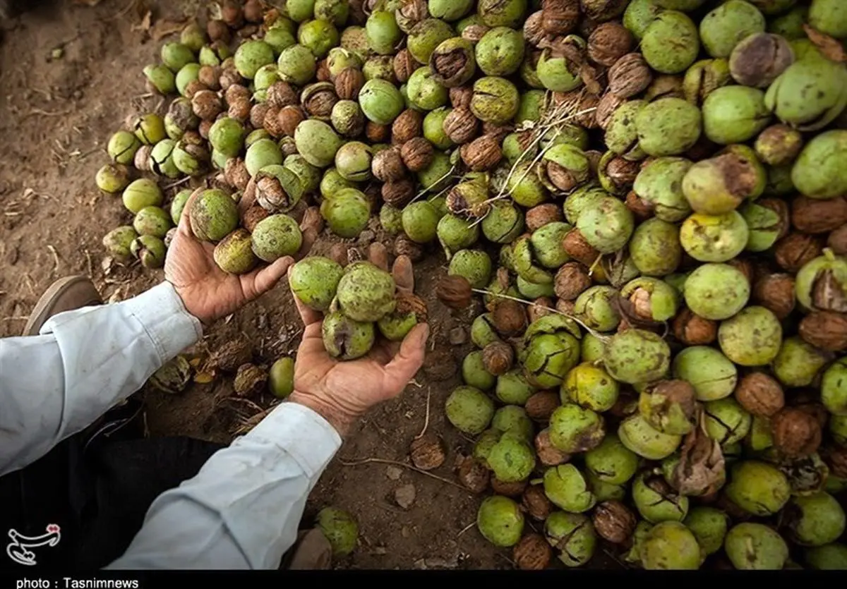 آغاز فصل برداشت گردوی آذربایجان‌غربی؛ باغداران در انتظار تسهیل صادرات گردو هستند‌