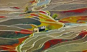 شالیزارهای رنگین برنج !