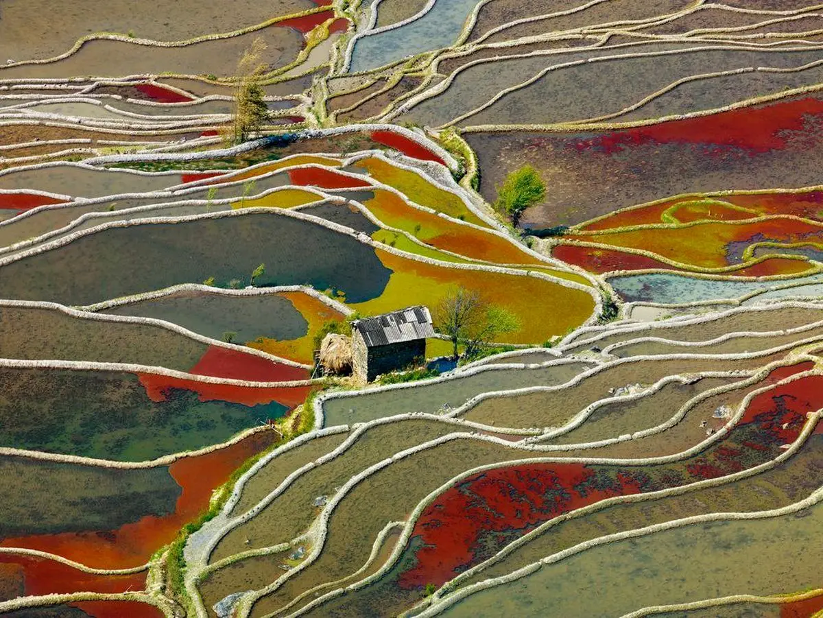 شالیزارهای رنگین برنج !