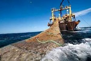 صید کشتی‌های چینی، موجب نابودی مرجان‌های دریای عمان می‌شود